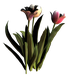 Цветы в PNG
